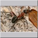 Formica rufa ~ polyctena - Waldameise 03 9mm - mit Maikaeferfluegel.jpg